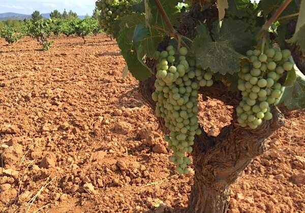 Bobal-Rebe in Manchuela