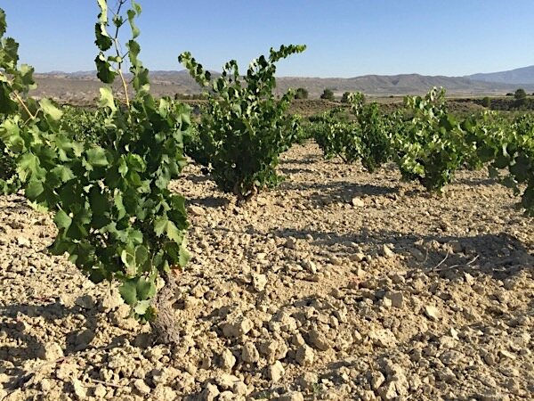 Monastrell-Reben in der D.O. Jumilla, Murcia