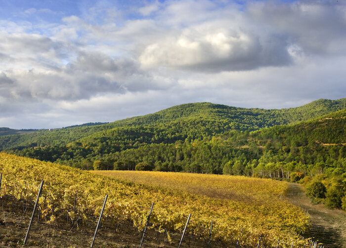 Landschaft in der DO Navarra