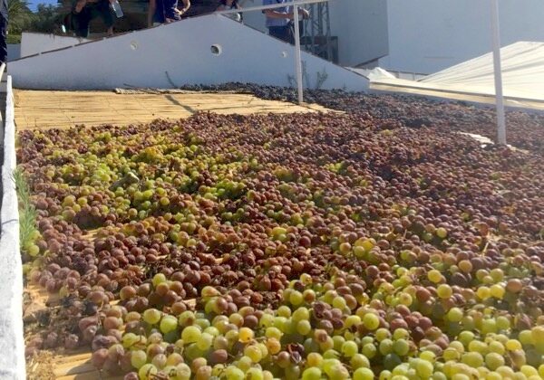 Asoleo für Süßweine in Andalusien