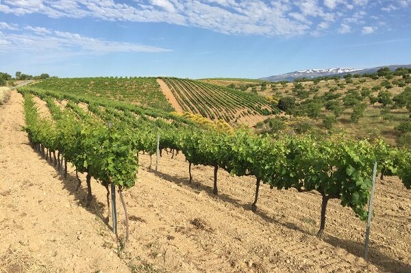 Tempranillo-Weinberg in Andalusien