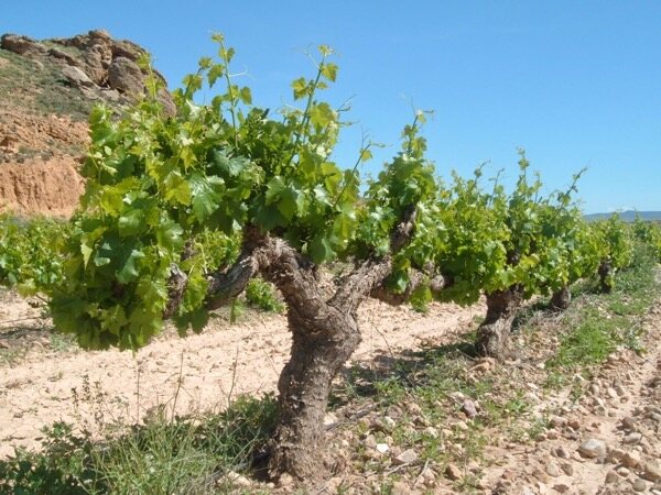 Alte Reben bei Bodegas Tempore
