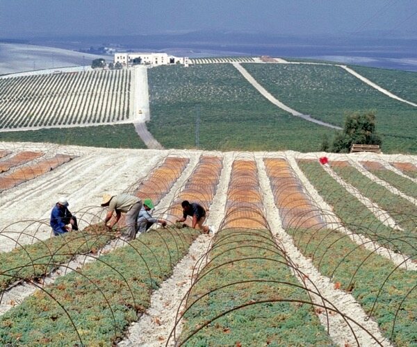 Für Süßweine werden in Andalusien Trauben auf Strohmatten ausgelegt und in der Sonne getrocknet.