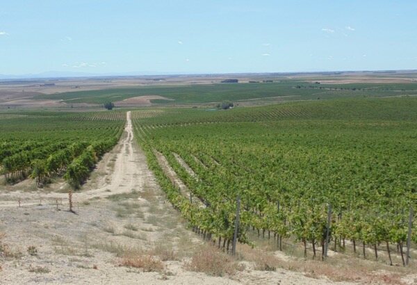 In einem Verdejo-Weinberg