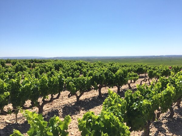 Weinberge in Rioja Oriental