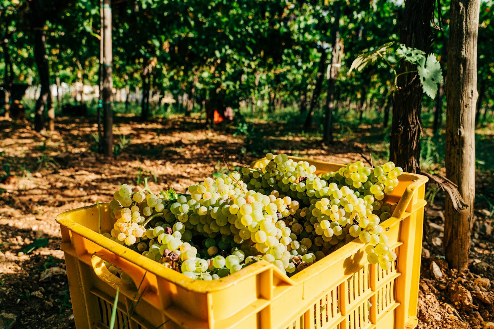 Frisch gelesene Trauben in einer Erntekiste im Weinberg