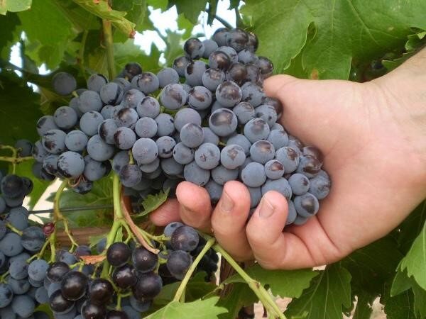 Der Jahrgang 2019 - wie gut wird er in Rioja und Ribera del Duero?