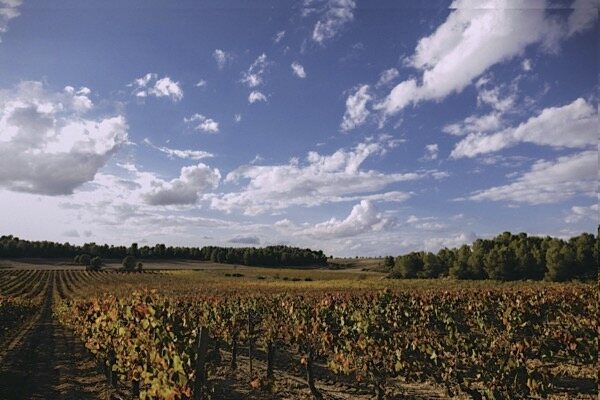 Pago de los Balagueses. Vino de Pago in Utiel-Requena