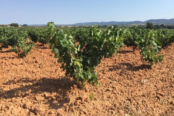 Lehmboden in Utiel-Requena