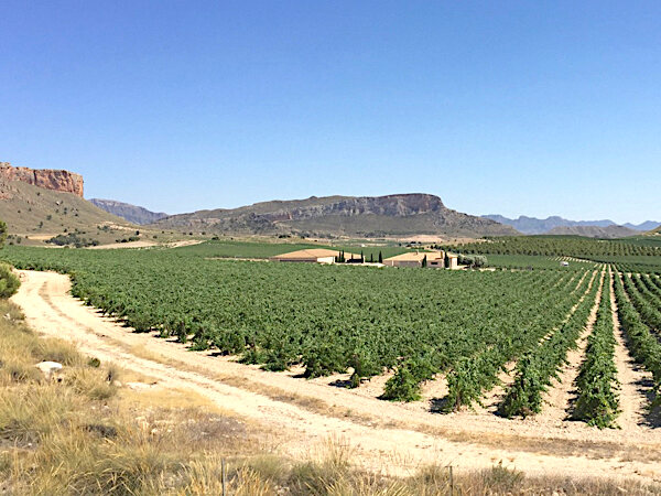 Weinlandschaft in Jumilla. Hier bei Bodega El Nido