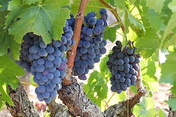 Garnacha-Trauben