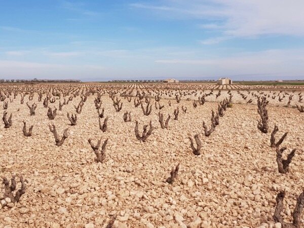 Kontinentales Klima, Aragon, Spanien, Spanische Weine