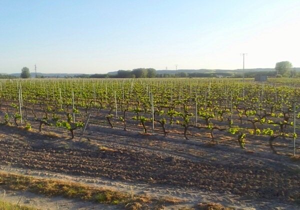 Weinberg von Bodegas Lambuena in Ribera del Duero